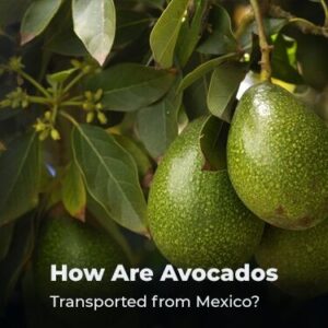 How Are Avocados Transported from Mexico