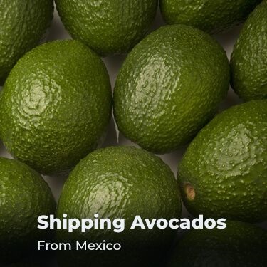 Shipping Avocados From Mexico